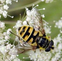Myathropa florea