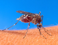 Aedes aegypti - Yellowfever Mosquito