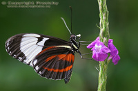 Heliconius cydno chioneus