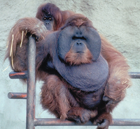 Bornean orangutan (Pongo pygmaeus)