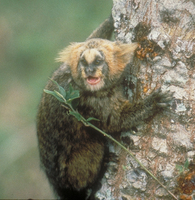 Buffy-headed marmoset (Callithrix flaviceps)