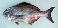 Schedophilus ovalis, Imperial blackfish: fisheries