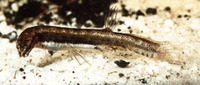 Lepidogalaxias salamandroides, Salamanderfish: