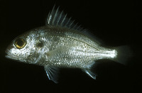 Pomadasys argyreus, Bluecheek silver grunt: fisheries