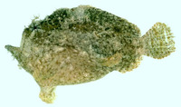 Antennarius dorehensis, New Guinean frogfish: