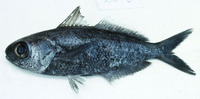 Cubiceps whiteleggii, Shadow driftfish: fisheries