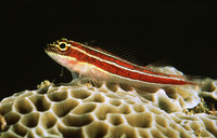 Helcogramma striatum, Tropical striped triplefin: aquarium