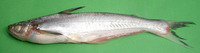 Silonia silondia, Silond catfish: fisheries, gamefish