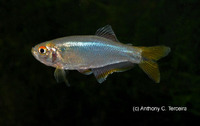 Mimagoniates inequalis, Croaking tetra: