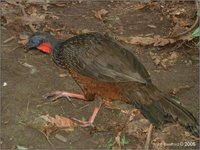 Spix's Guan, Penelope jacquacu