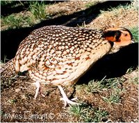 Cabot's Tragopan, Tragopan caboti