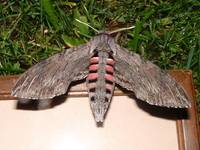 Agrius convolvuli - Convolvulus Hawk-moth