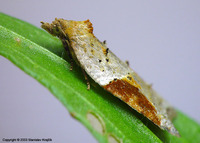 Acleris laterana