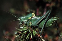 Polysarcus denticaudus
