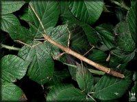 Lonchodes mindanaense
