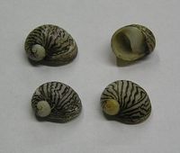 Theodoxus danubialis