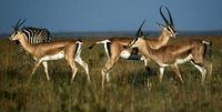 Image of: Nanger granti (Grant's gazelle)