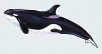 Image of: Orcinus orca (killer whale)