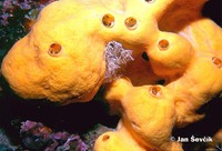 Agelas oroides - Maltese Sponge