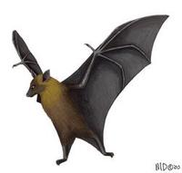 Image of: Pteropus giganteus (Indian flying fox)