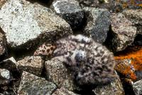 Larus glaucescens - Glaucous-winged Gull