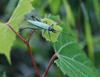 Image of: Oecanthus nigricornis (blackhorned tree cricket)