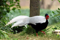 Image of: Lophura nycthemera (silver pheasant)