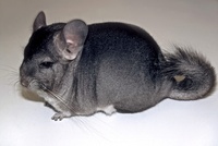 Chinchilla lanigera - Long-tailed Chinchilla