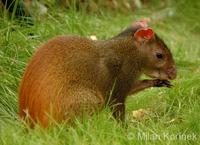 Dasyprocta leporina - Brazilian Agouti