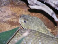 Crotalus basiliscus