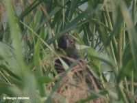 Javan Coucal - Centropus nigrorufus