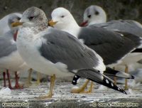 Common Gull - Larus canus