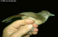 Melodious Babbler - Malacopteron palawanense