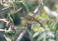 Lemon-rumped Warbler - Phylloscopus chloronotus