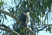 Channel billed Cuckoo