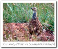 Red-winged Francolin - Francolinus levaillantii