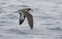 Dark-rumped Petrel (Pterodroma phaeopygia) photo