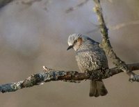 Brown-eared Bulbul (Ixos amaurotis) photo