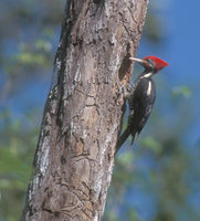 Lineated Woodpecker (Drycopus lineatus) photo