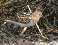 Little Stint - Calidris minuta