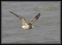 Belcher's Gull - Larus belcheri