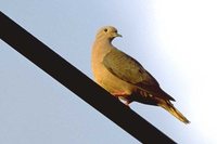 Eared Dove - Zenaida auriculata