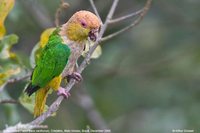 White-bellied Parrot - Pionites leucogaster