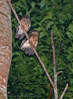 Philippine Hawk-Owl - Ninox philippensis
