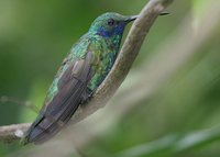 Sparkling Violet-ear - Colibri coruscans