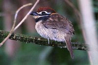 Chestnut-capped Puffbird - Bucco macrodactylus