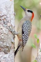 West Indian Woodpecker - Melanerpes superciliaris