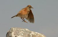 Rufous-naped Lark - Mirafra africana