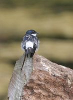 White-winged Swallow - Tachycineta albiventer