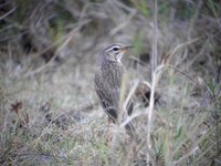 Oriental Pipit - Anthus rufulus